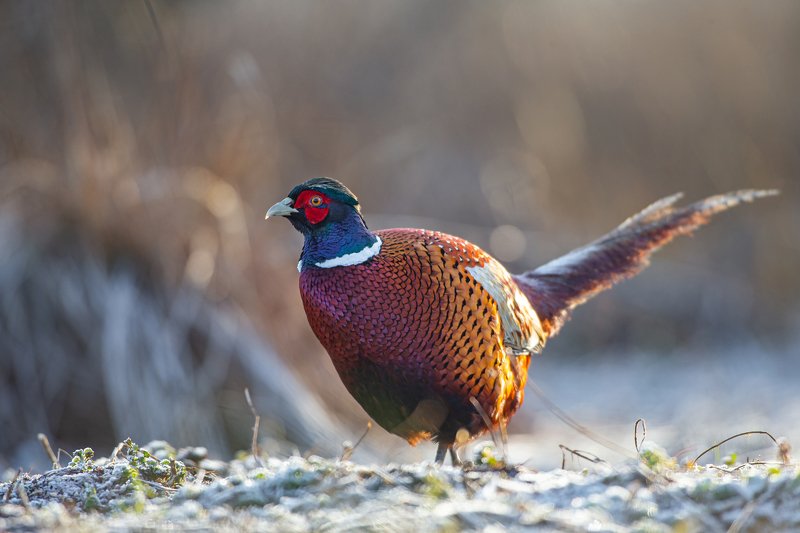 Rooster pheasant фото превью
