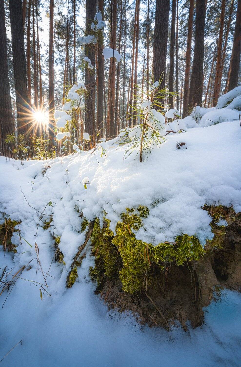 winter, Maria Pochikaeva