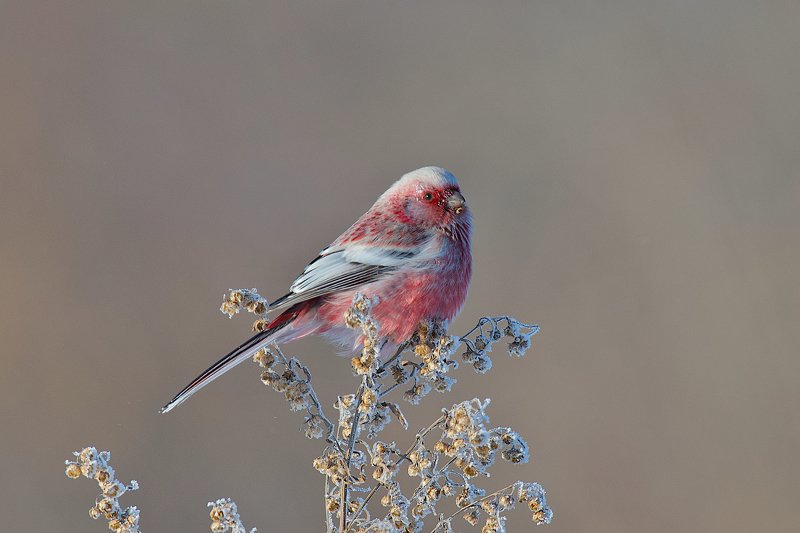 Сибирская экзотика. фото превью