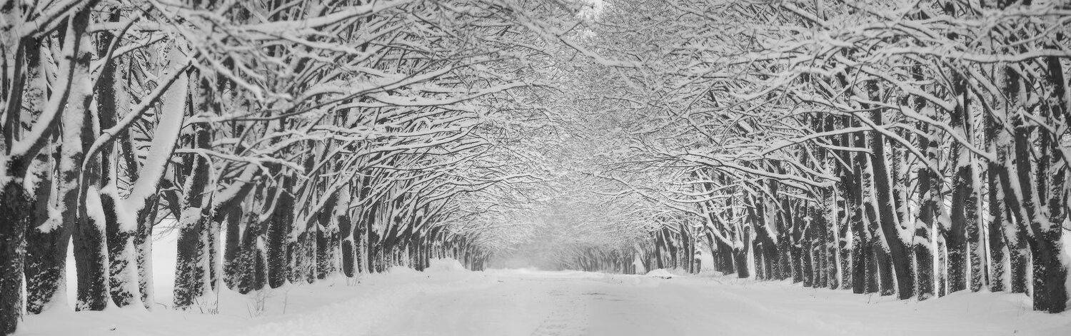 аллея, беларусь, дорога, зима, минск и окрестности, снег, январь, Вейзе Максим