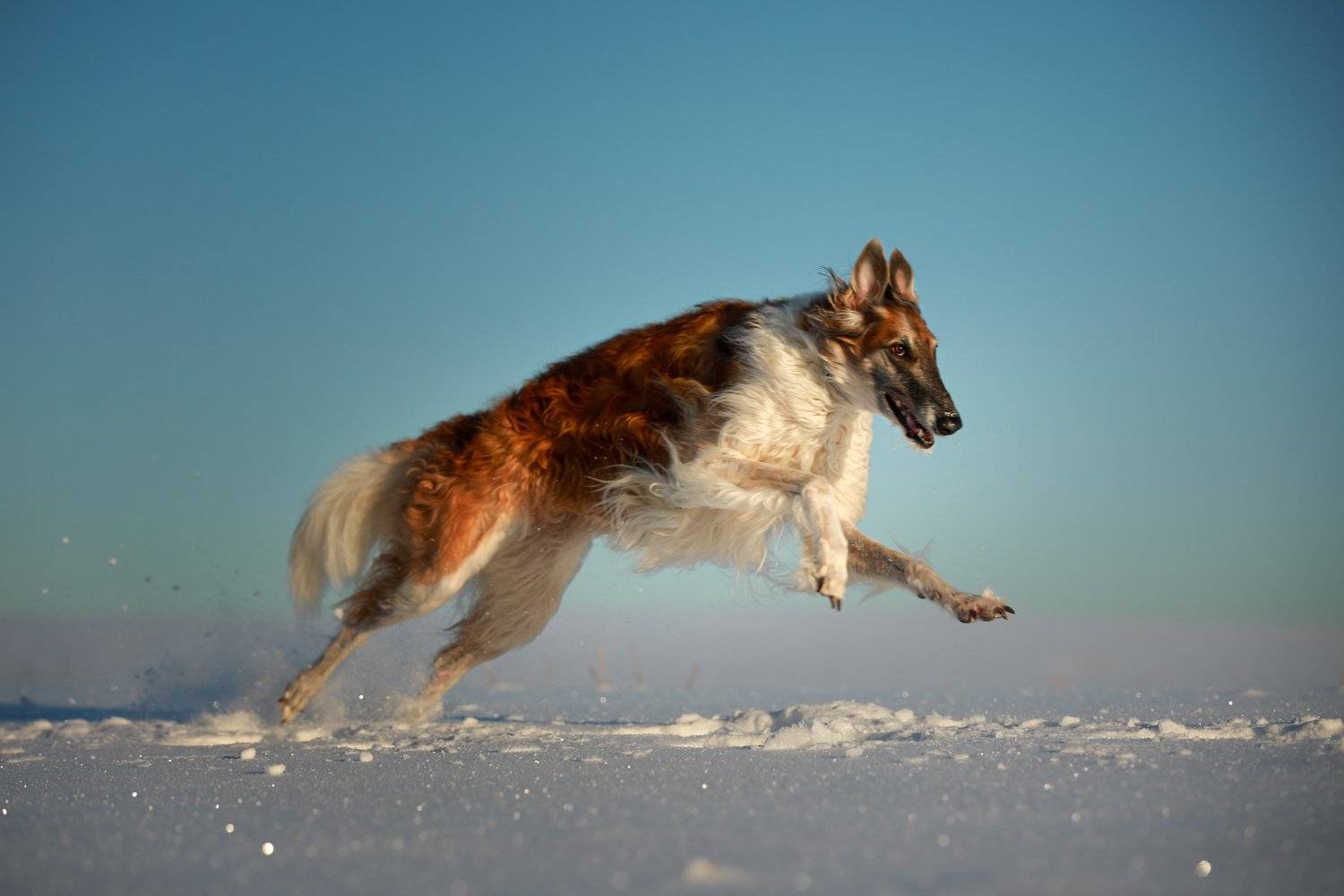 , Наталия Поникарова