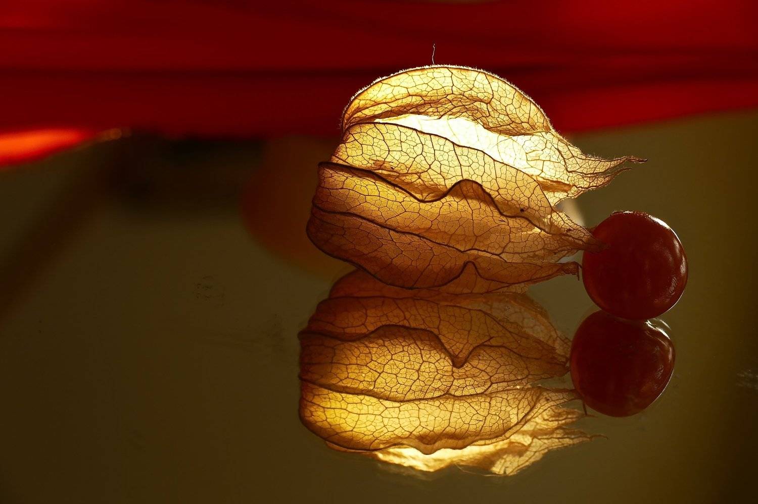 macro, physalis, fruit, flora, nature, colors, yellow, red, reflection, details, light, food, , Svetlana Povarova Ree