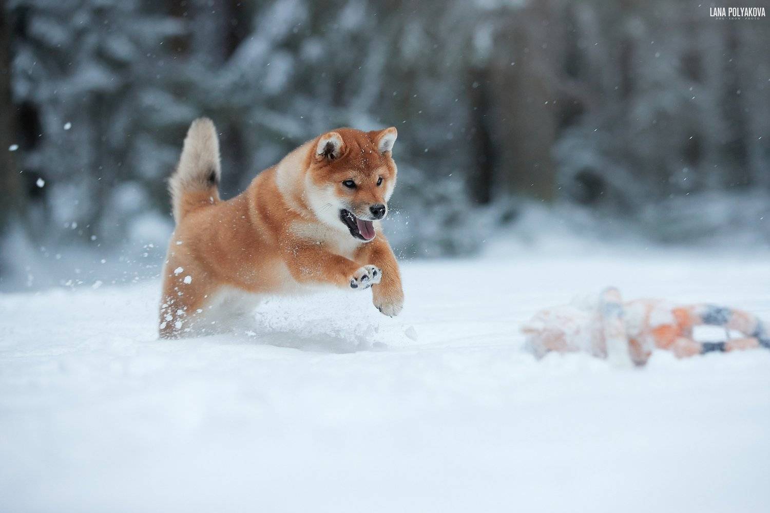собака, зима, снег, щенок, Лана Полякова