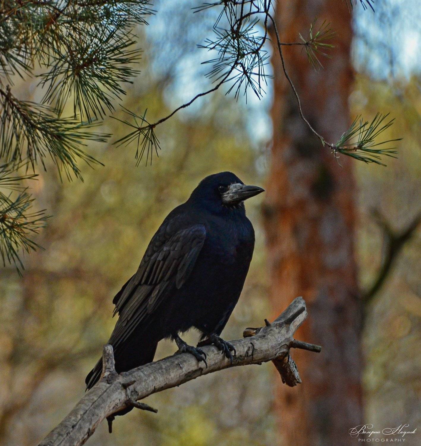 зима, лес, грач, Валерий Наумов