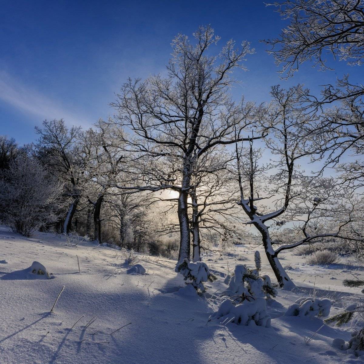 , Никитин Николай