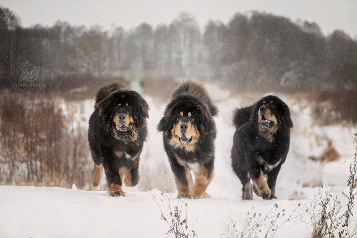 , Андрей Ершов