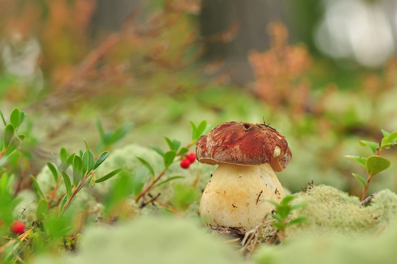 Толстяш :) фото превью