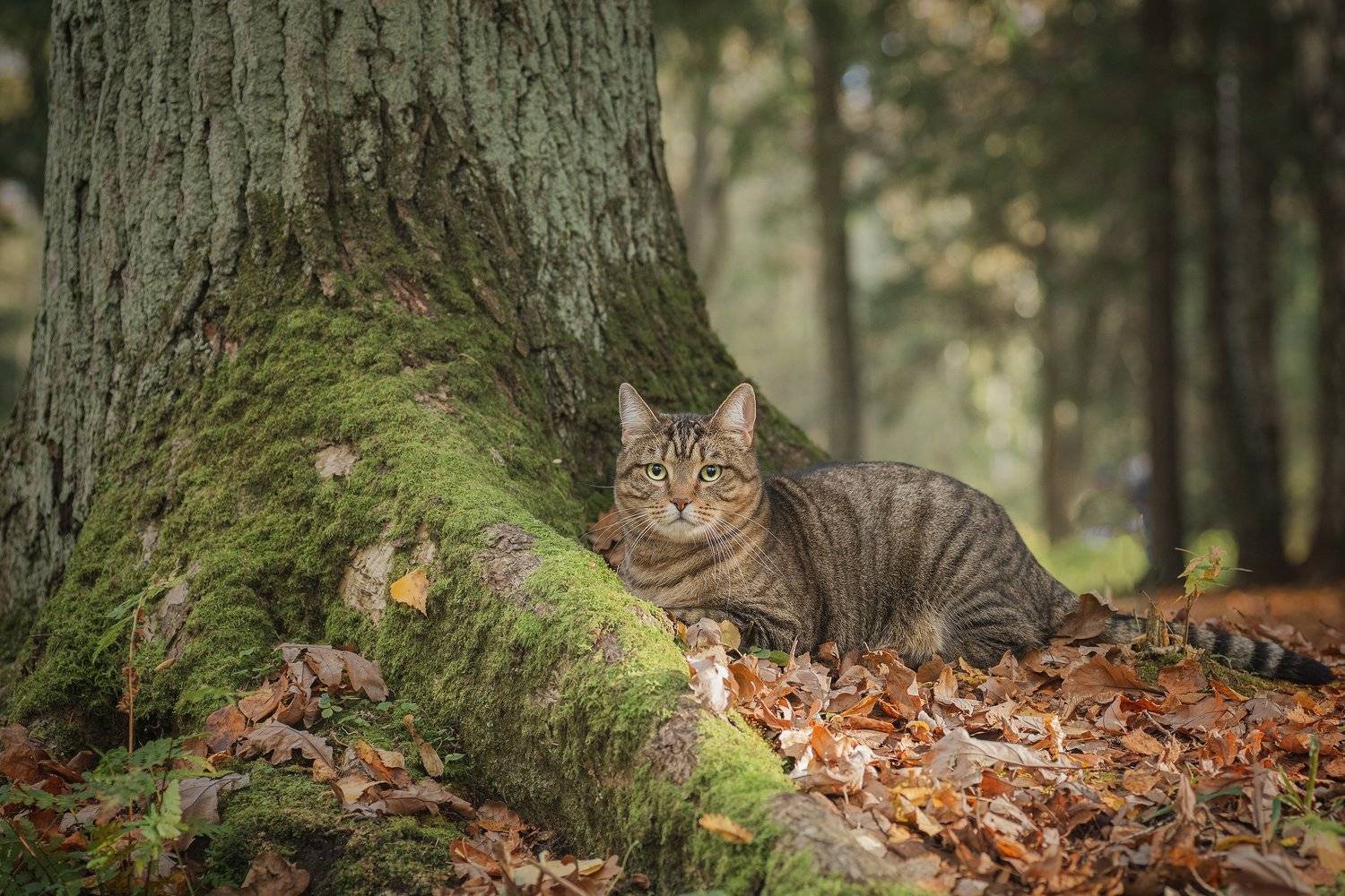 , Максим Вышарь