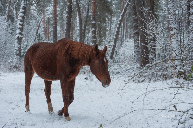 * * * фото превью