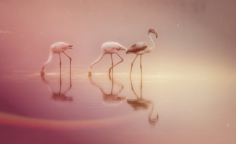 The Trio фото превью