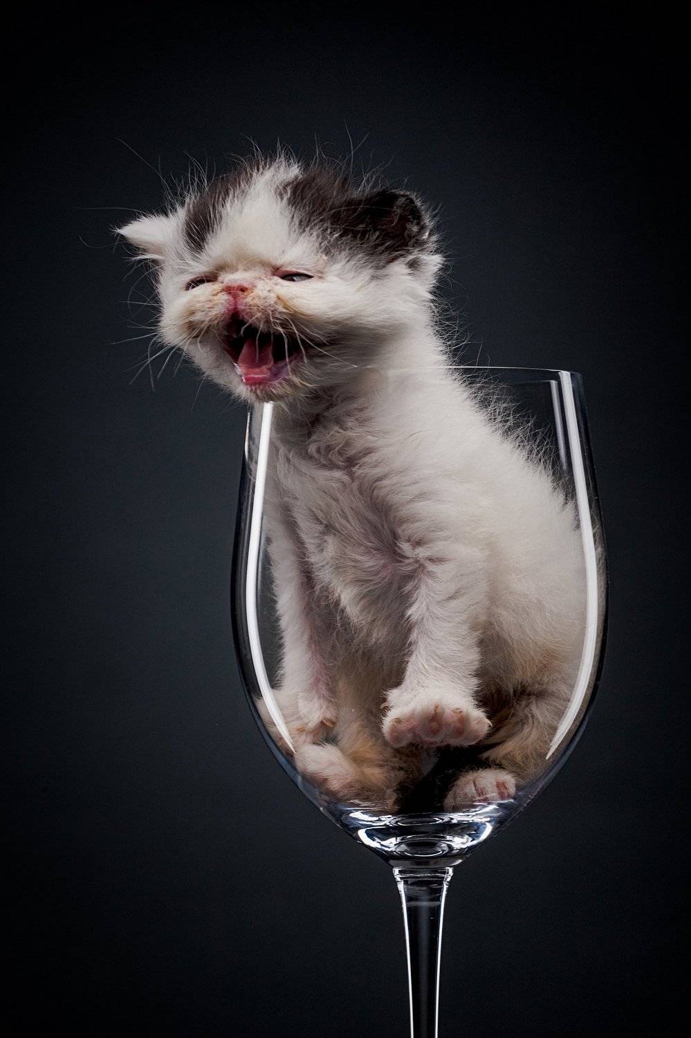 котенок, студия, портрет, бокал, Евгений Дёгтев