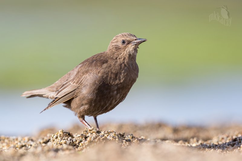 Yound starling  фото превью