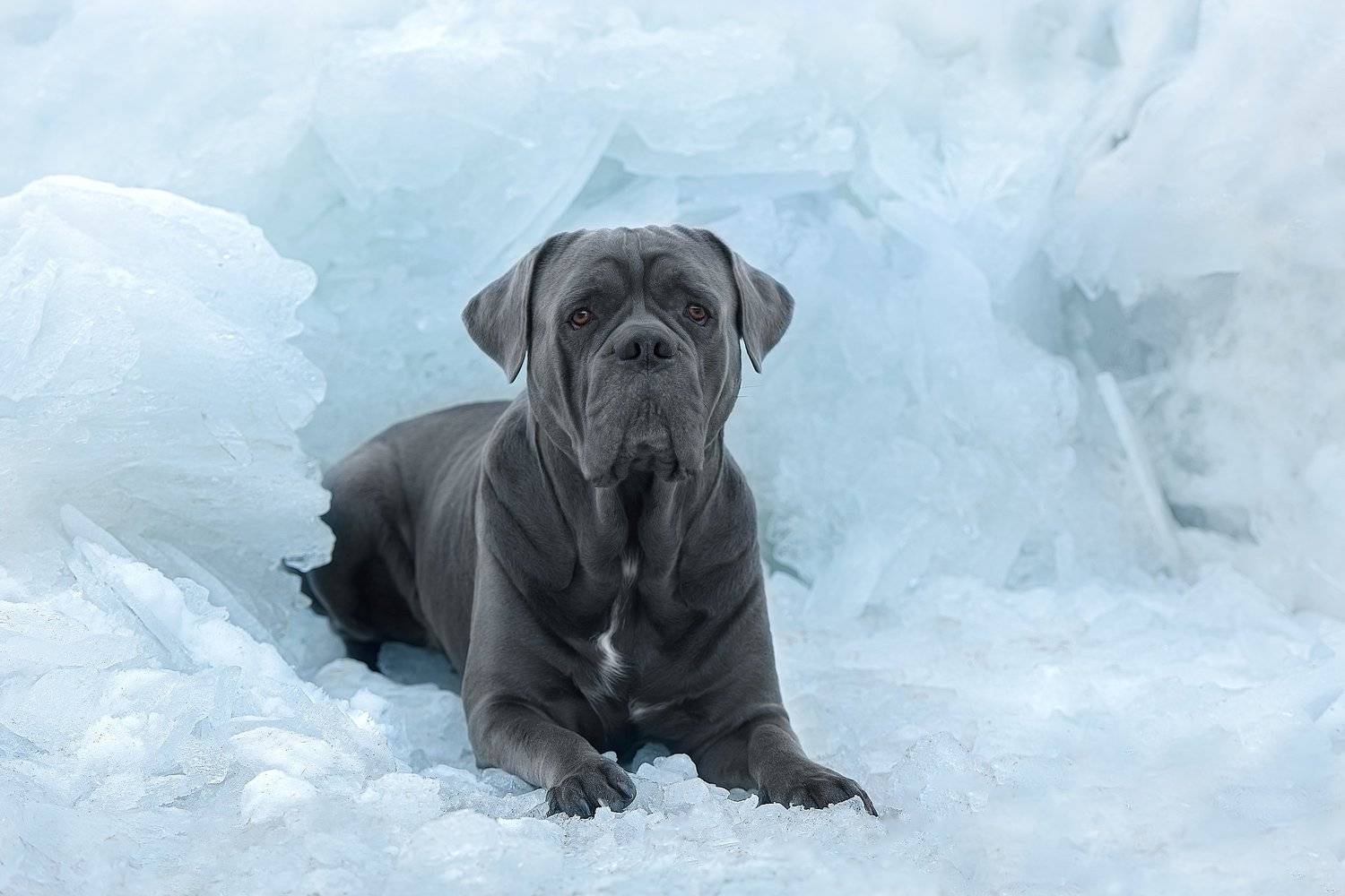 nikon, Irina Kovaleva