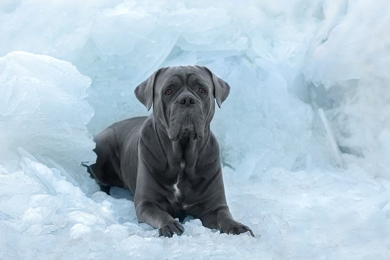 nikon во льдах.. фото превью