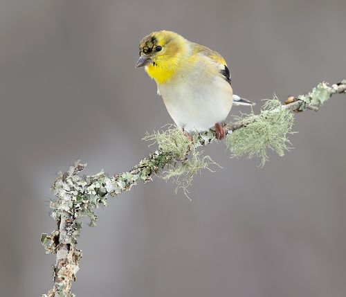 American Goldfinch - Американский чиж