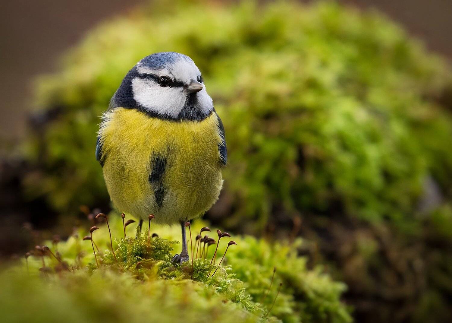 , Robert Adamec