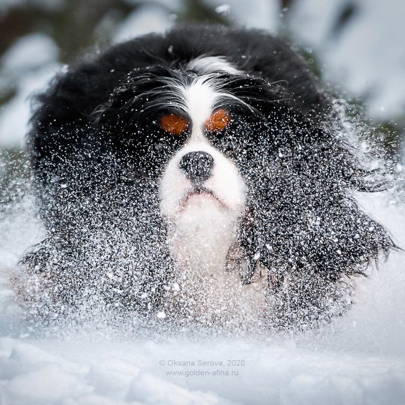 Снежок фото превью