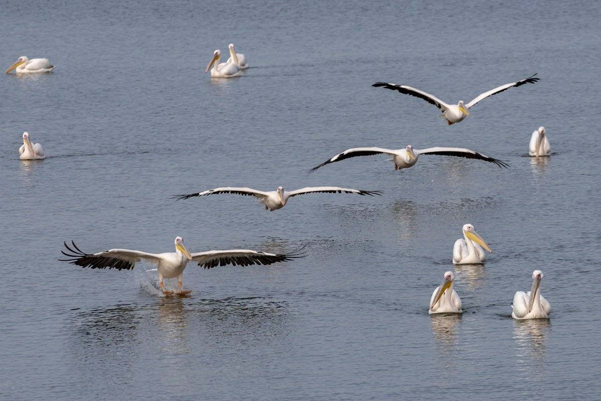 birds, animals, nature, israel, Nikolay Tatarchuk