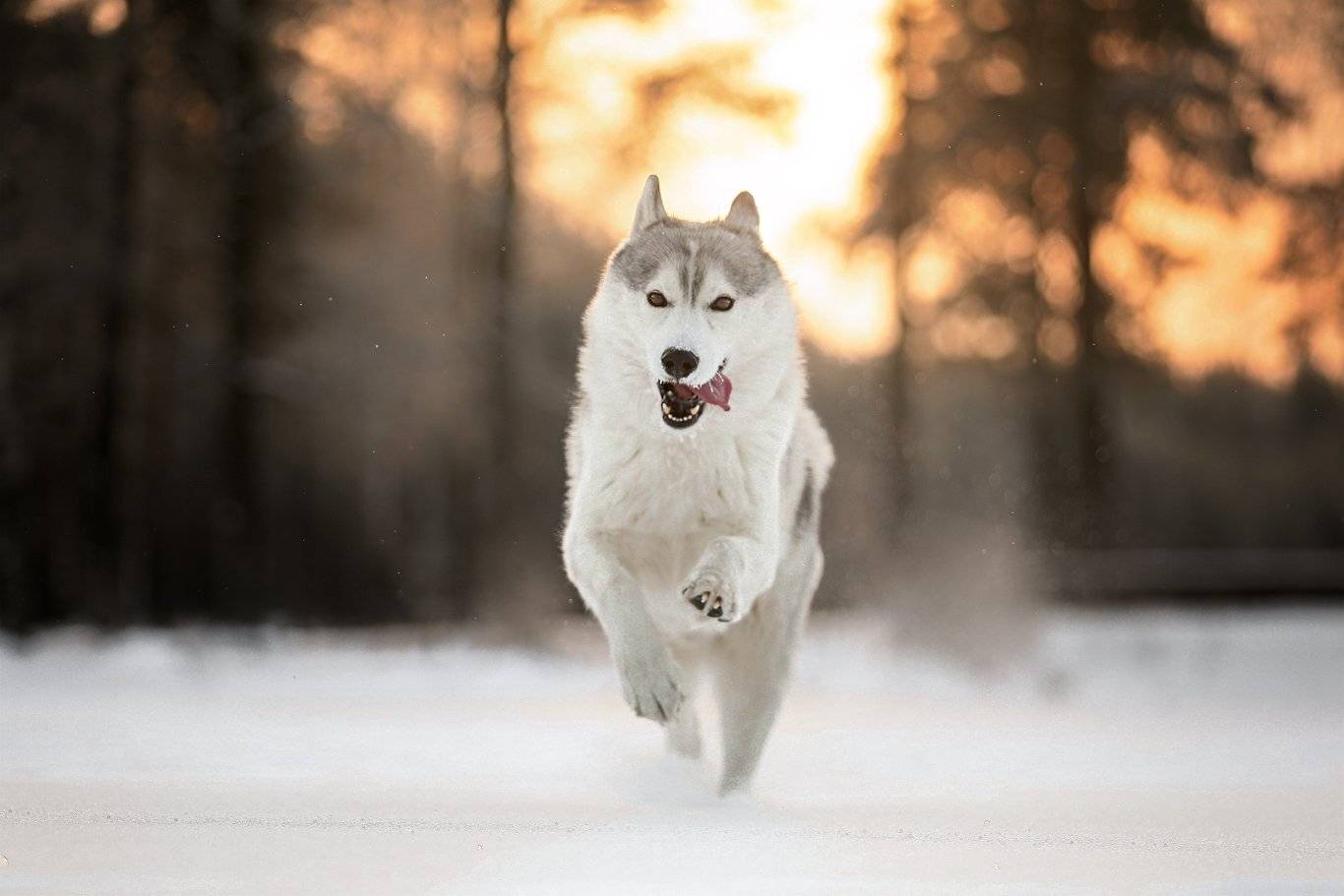 , Андрей Ершов