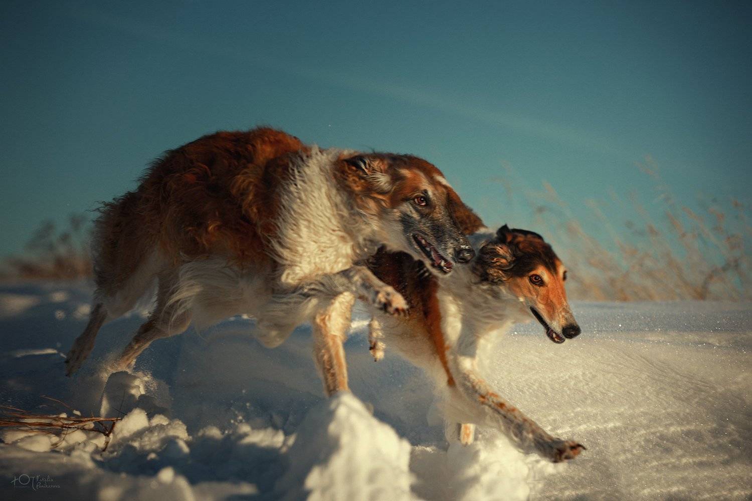 , Наталия Поникарова