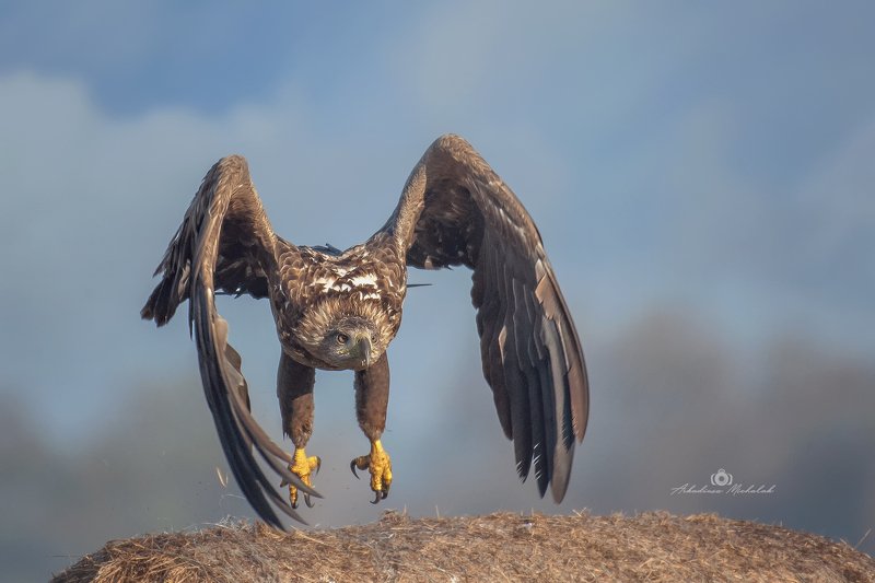 Bielik (Haliaeetus albicilla) фото превью