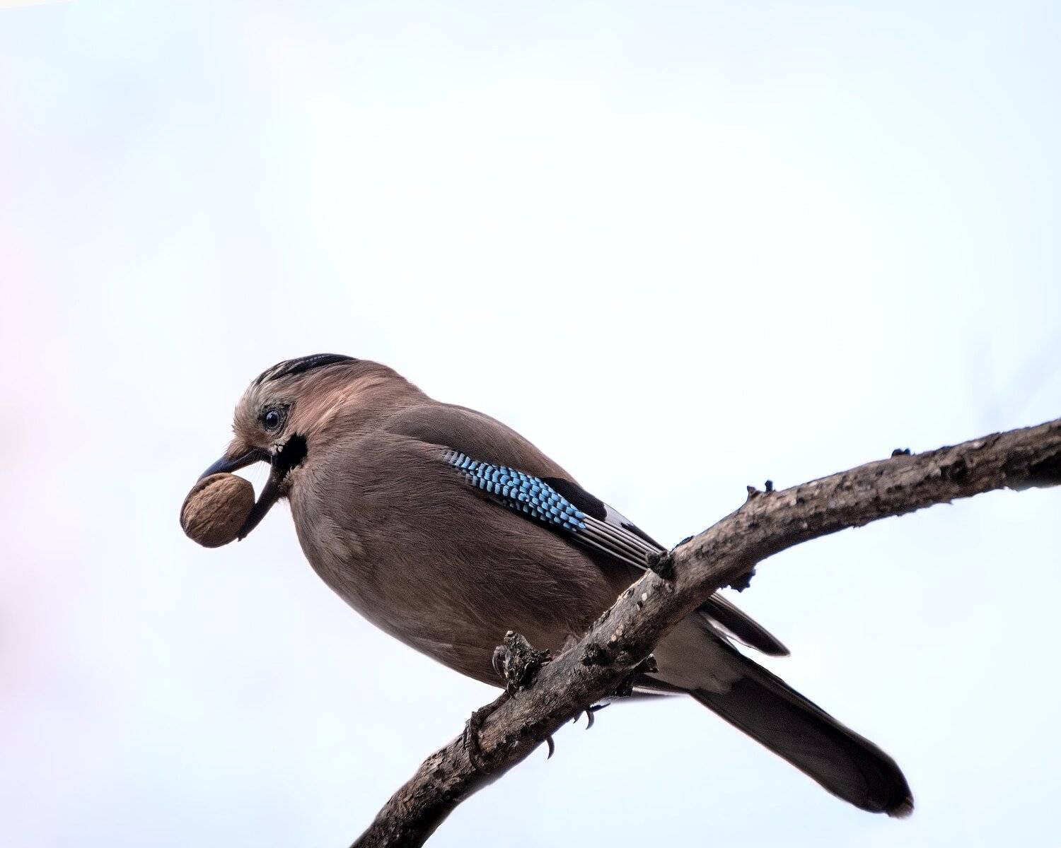 сойка, Алексей Рыльский