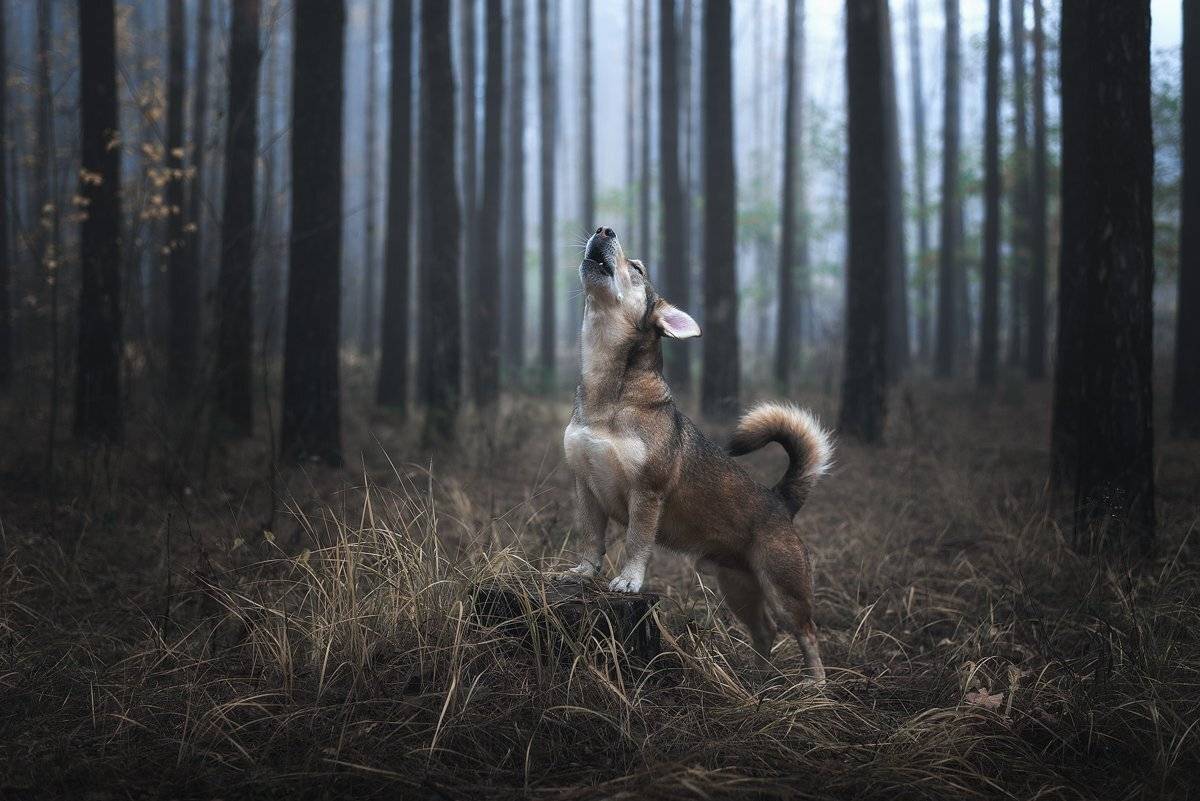 собака, Евгений Крутиков