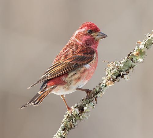 Purple finch  male  - Пурпурная чечевица
