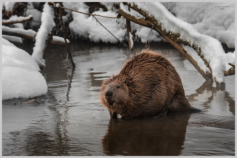 Московский бобр фото превью