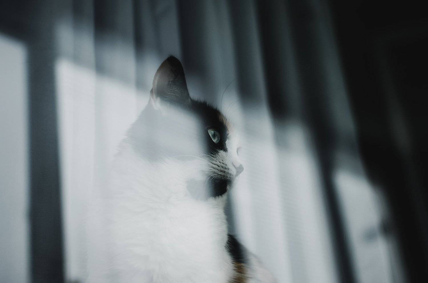 , Виталий Шевченко