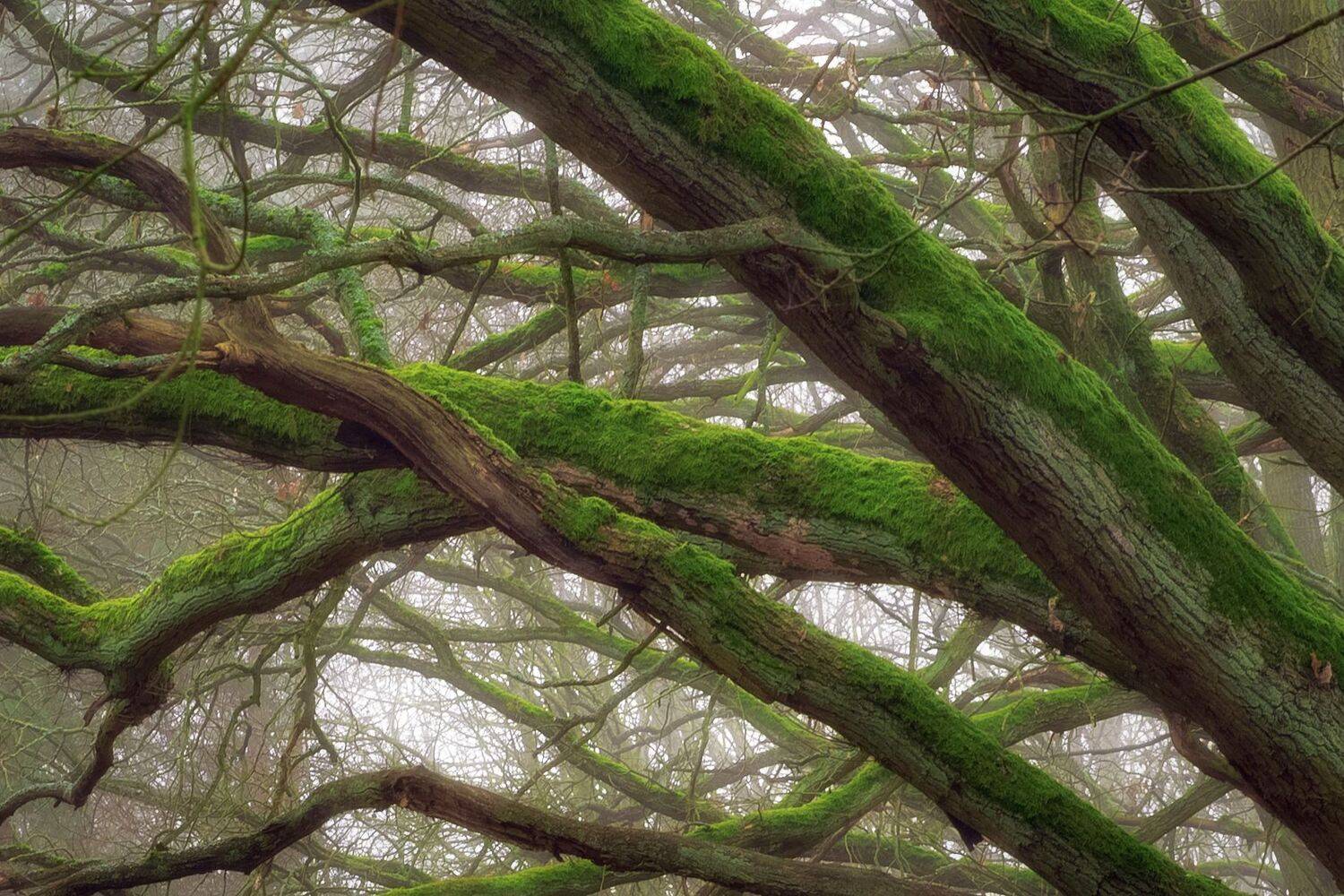 tree, trunk, , tree, , between, the, branches, , forest, , dawn, , light, , mist, , nature, , moss, , nikon, Krzysztof Tollas