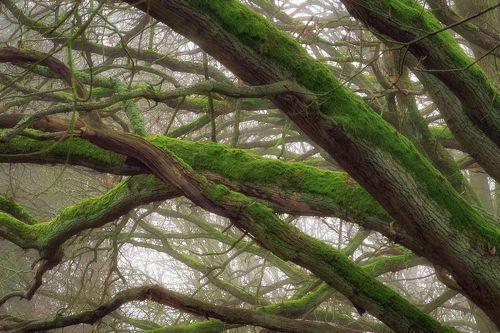 Between the branches