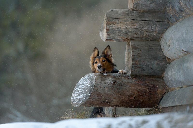 *** фото превью