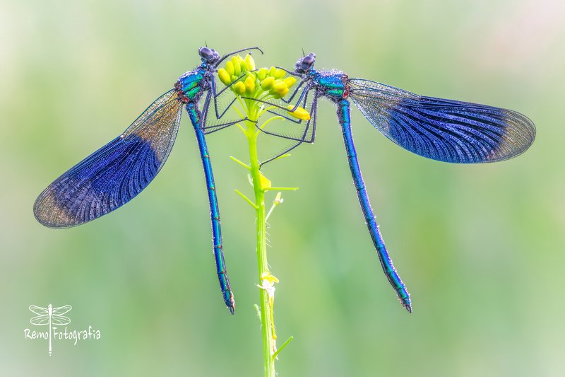 Calopteryx splendens-Świtezianka błyszcząca, świtezianka lśniąca. фото превью