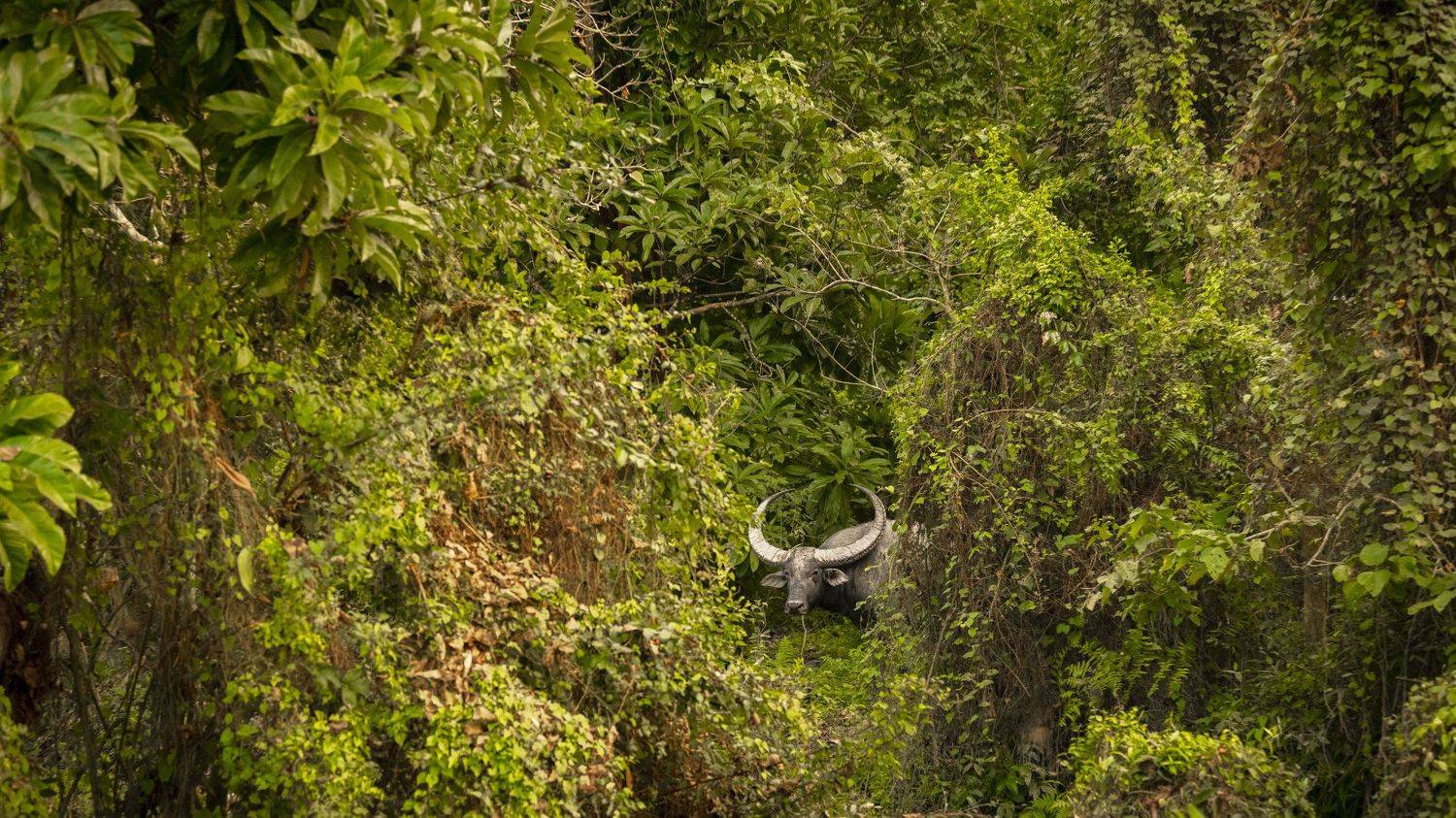 Wild Water Buffalo kaziranga, Arpan Saha