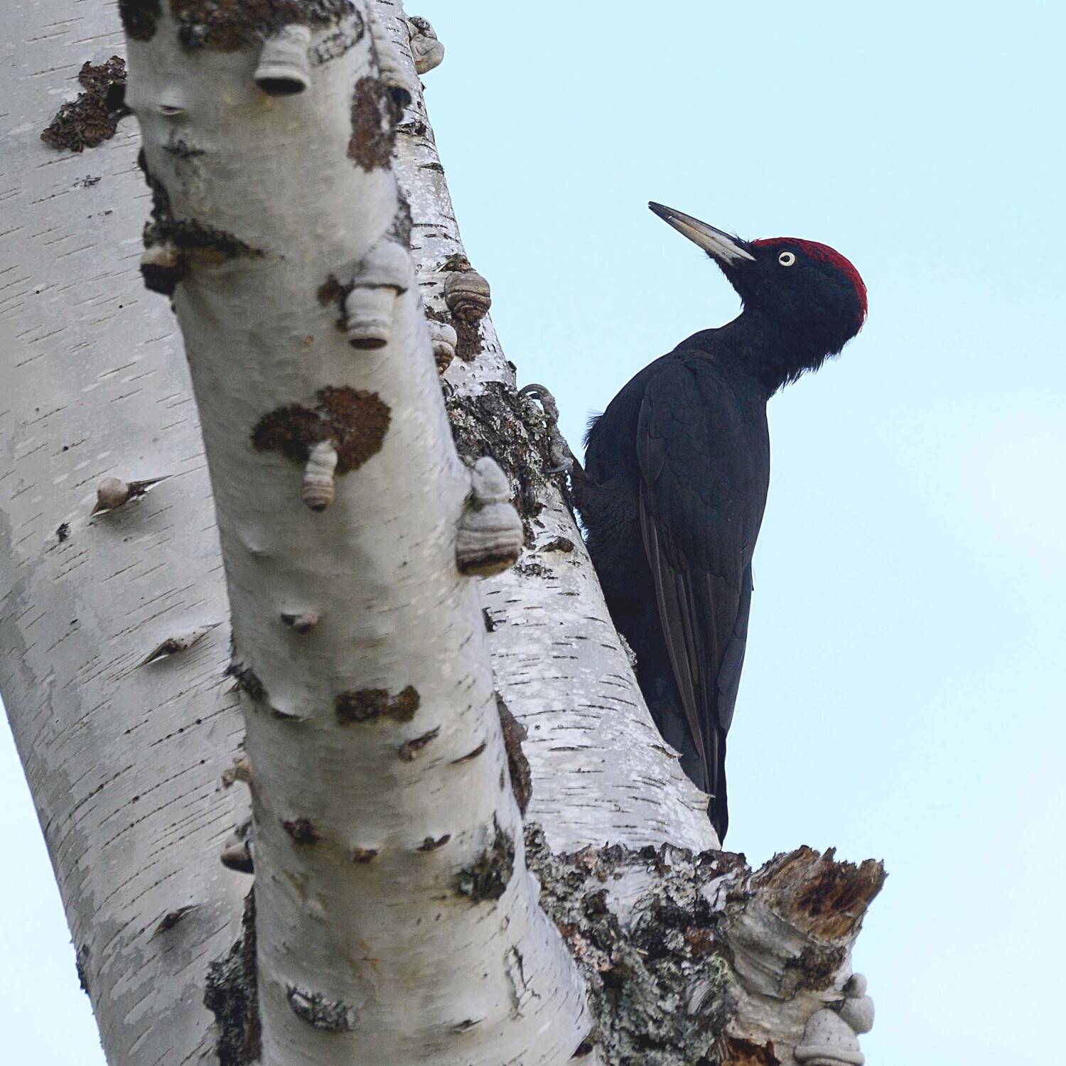 желна - крупнейший европейский дятел. окраска желны угольно-чёрная, за это его называют чёрным дятлом. желна очень пугливая птица., Михаил Белоусов