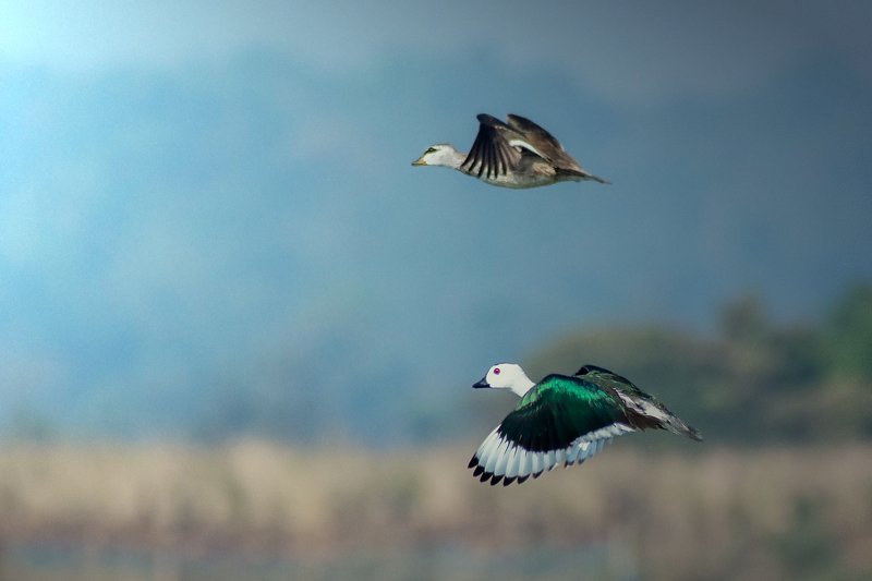 Mr & Mrs Cotton Pygmy Goose фото превью