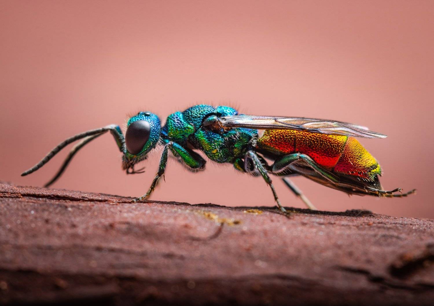 , Александр Рындин