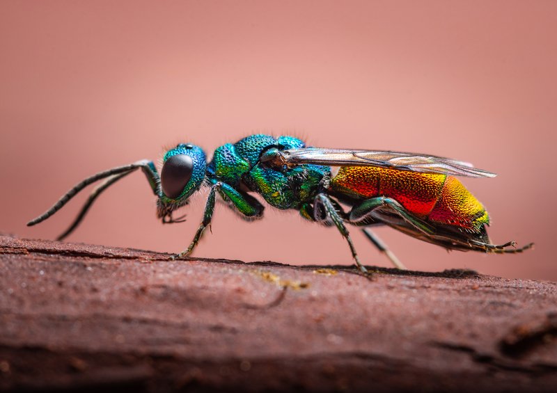 Радуга  фото превью