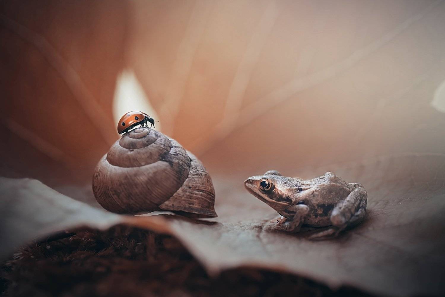 , Лапшина Владлена