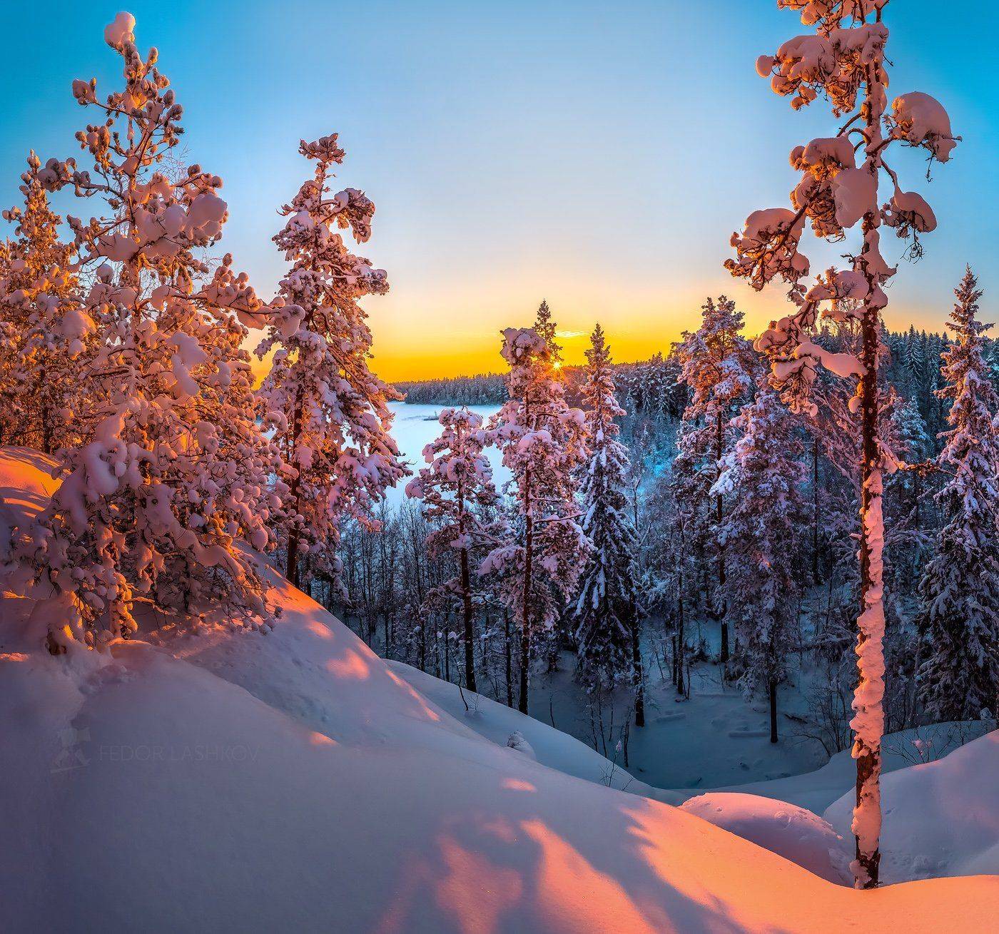ленинградская область, закат, снег, зима, лес, сосна, дерево, снежное, в снегу,, Лашков Фёдор