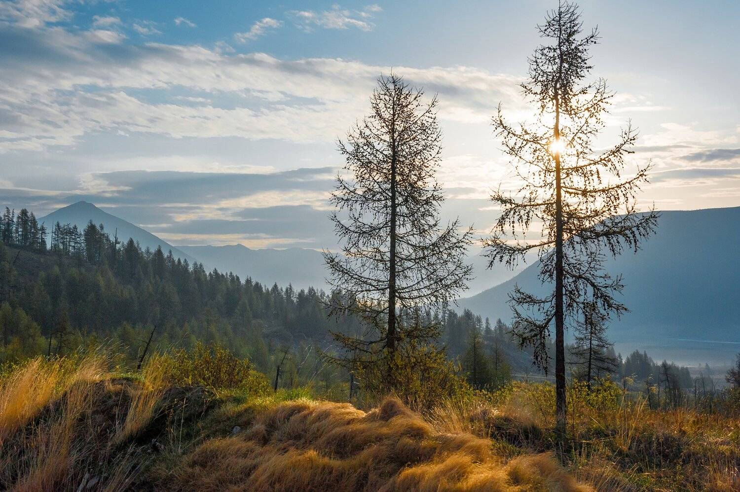 горы, саяны, утро, солнце, деревья, трава, Борис Леваков