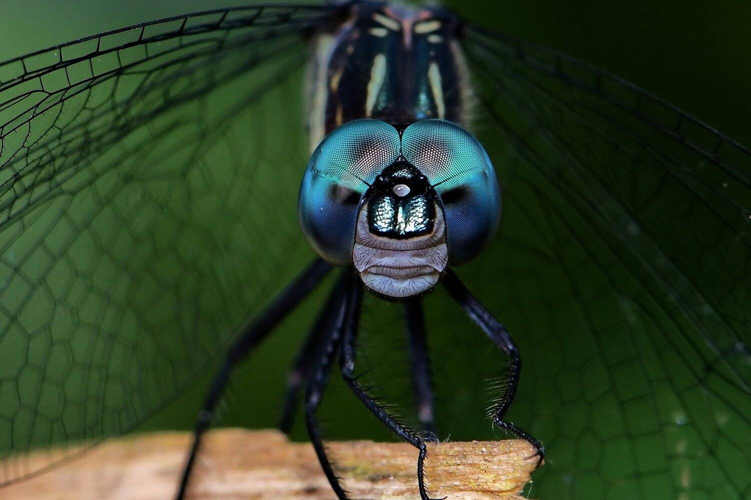 Lib&eacute;lula, Denis Moura, Mogi das Cruzes, Brasil, Moura Denis