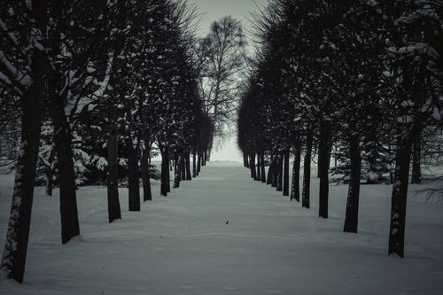 в зимнем парке