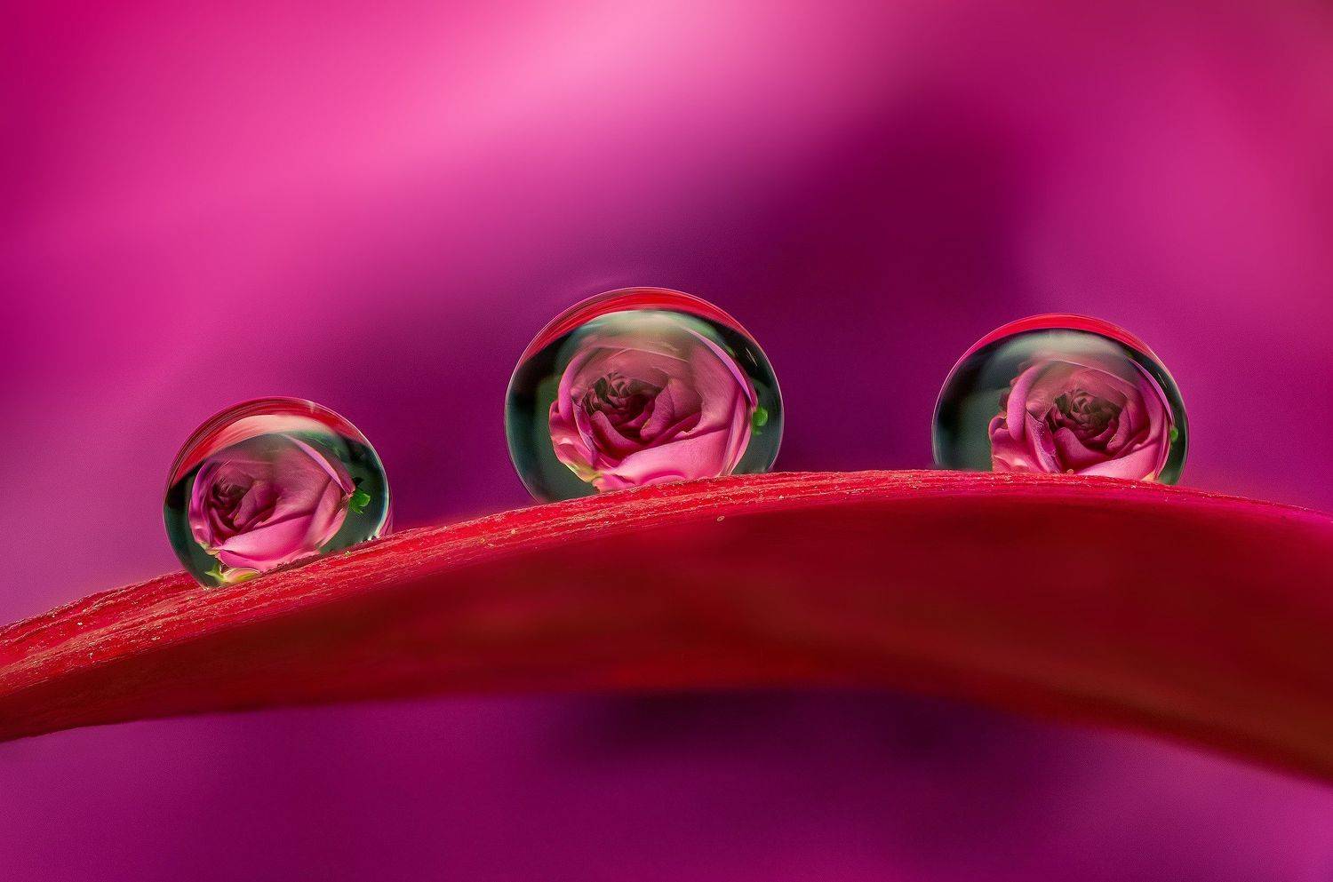 макро, капли, цветы, весна, лето, природа, сад, Иван Радьков