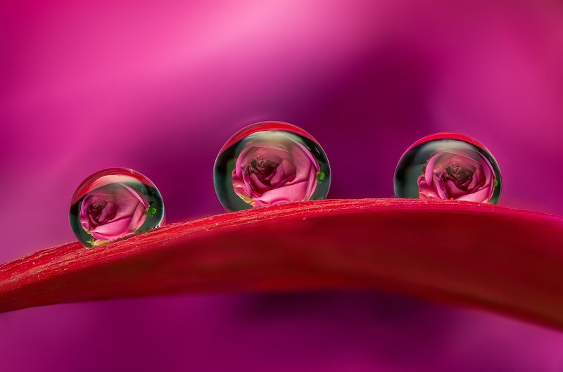 макро, капли, цветы, весна, лето, природа, сад Мечты о весне фото превью