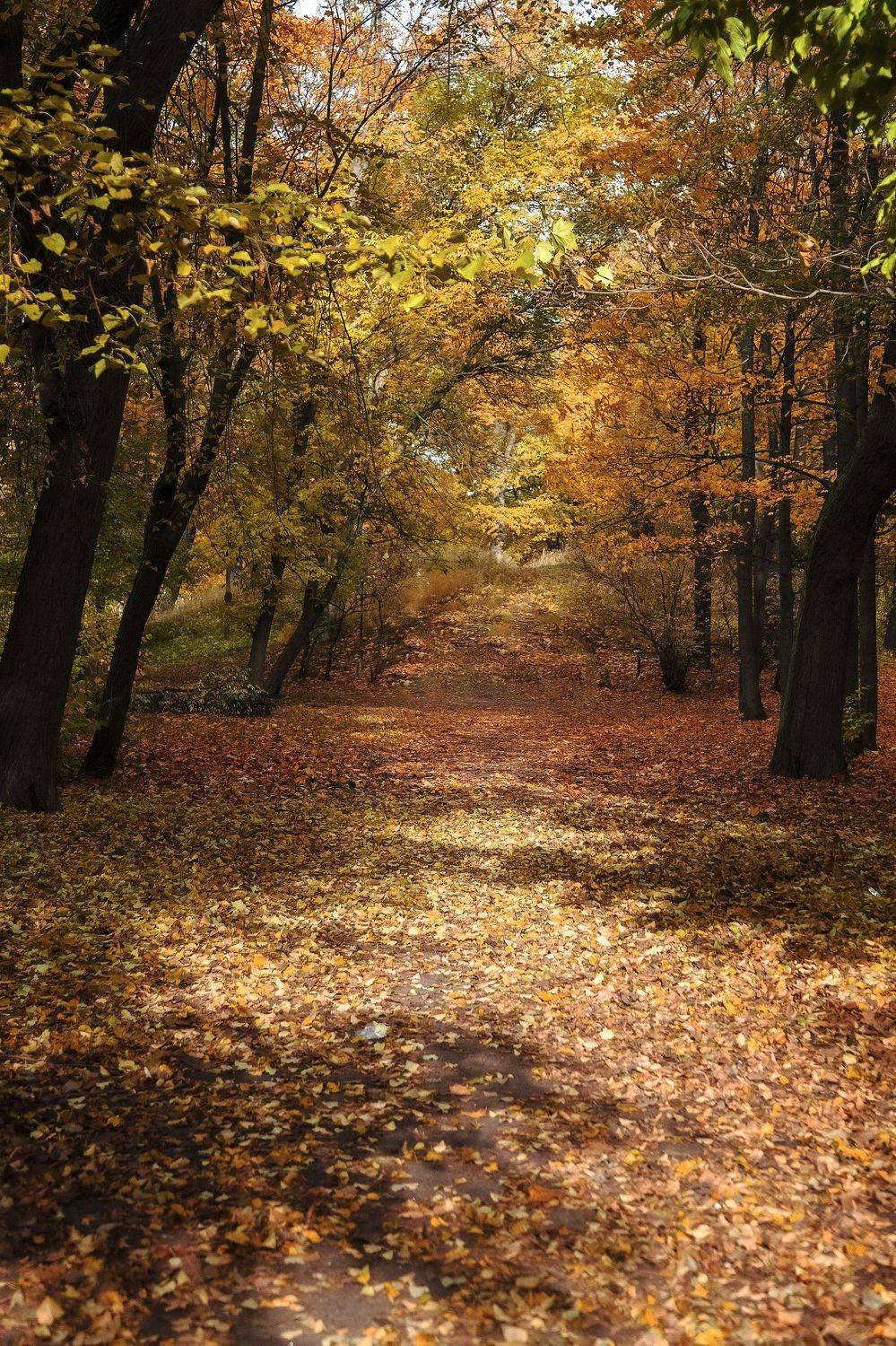 пейзаж, природа, осень, парк, день, Александр Игнатьев