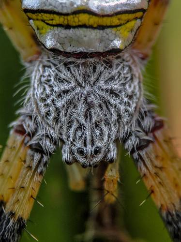 Mobile macro photography