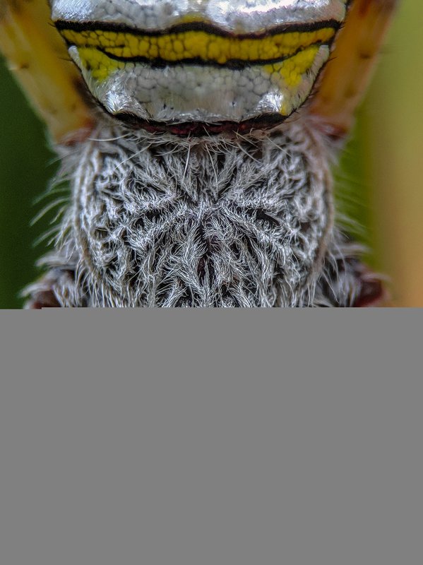 macro, mobile photography, shotonpoco,india Mobile macro photography фото превью