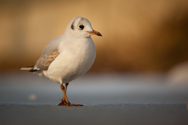 Guul in winter фото превью